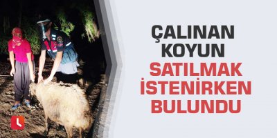 Çalınan koyun satılmak istenirken bulundu