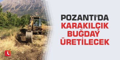 Pozantı'da karakılçık buğday üretilecek