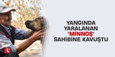 Yangında yaralanan "Minnoş" sahibine kavuştu