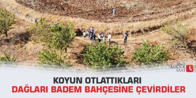 Koyun otlattıkları dağları badem bahçesine çevirdiler