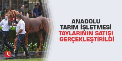 Anadolu Tarım İşletmesi Taylarının Satışı Gerçekleştirildi