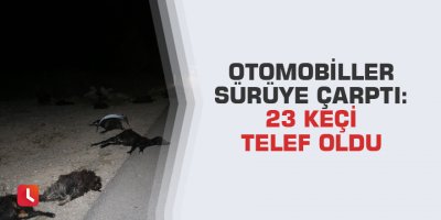 Otomobiller sürüye çarptı: 23 keçi telef oldu