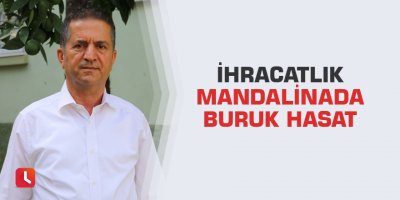 İhracatlık mandalinada buruk hasat
