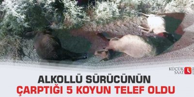Alkollü sürücünün çarptığı 5 koyun telef oldu