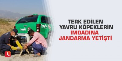 Terk edilen yavru köpeklerin imdadına jandarma yetişti