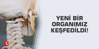 Yeni bir organımız keşfedildi!