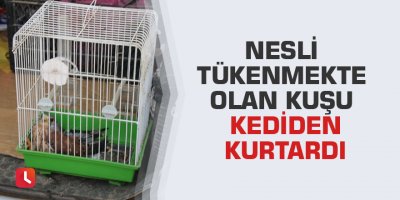 Nesli tükenmekte olan kuşu kediden kurtardı