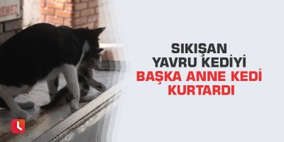Sıkışan yavru kediyi başka anne kedi kurtardı