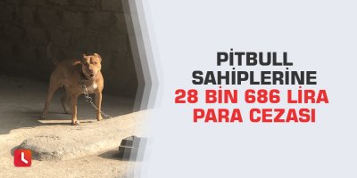 Pitbull sahiplerine 28 bin 686 lira para cezası