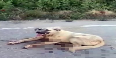 Köpeği cezalandırmak için aracın arkasına bağlayarak sürükledi