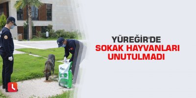 Yüreğir'de sokak hayvanları unutulmadı