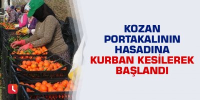 Kozan portakalının hasadına kurban kesilerek başlandı
