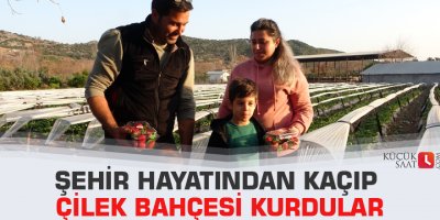 Şehir hayatından kaçıp çilek bahçesi kurdular
