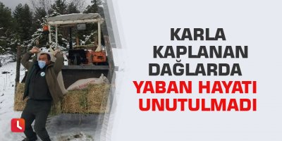 Karla kaplanan dağlarda yaban hayatı unutulmadı