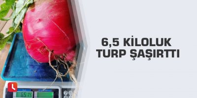 6,5 kiloluk turp şaşırttı
