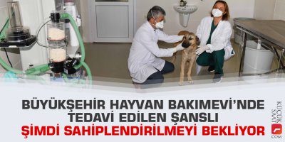 Büyükşehir Hayvan Bakımevi’nde tedavi edilen Şanslı şimdi sahiplendirilmeyi bekliyor