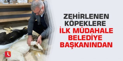 Zehirlenen köpeklere ilk müdahale belediye başkanından