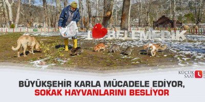 Büyükşehir karla mücadele ediyor, sokak hayvanlarını besliyor