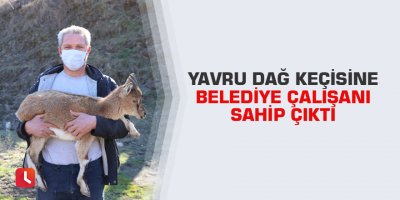 Yavru dağ keçisine belediye çalışanı sahip çıktı