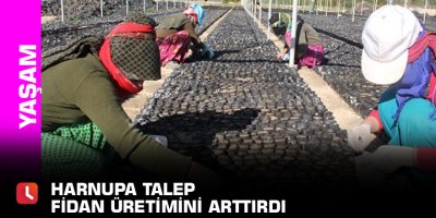 Harnupa talep fidan üretimini arttırdı