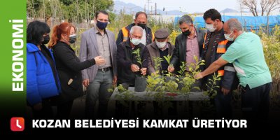 Kozan Belediyesi kamkat üretiyor