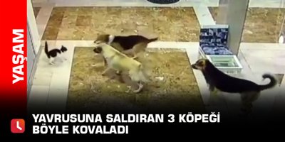 Yavrusuna saldıran 3 köpeği böyle kovaladı