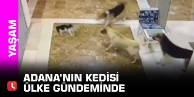 Adana’nın kedisi ülke gündeminde