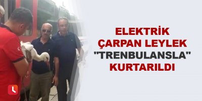 Elektrik çarpan leylek "trenbulansla" kurtarıldı