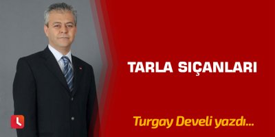 Tarla Sıçanları
