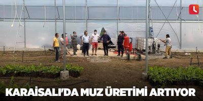 Karaisalı'da muz üretimi artıyor