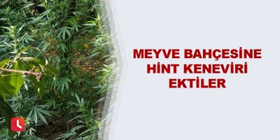 Meyve bahçesine Hint keneviri ektiler