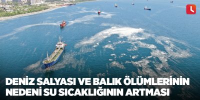 Deniz salyası ve balık ölümlerinin nedeni su sıcaklığının artması