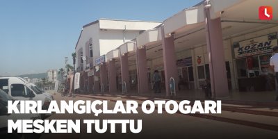Kırlangıçlar otogarı mesken tuttu