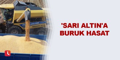 'Sarı altın'a buruk hasat
