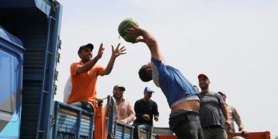 Erkenci karpuz hasadı başladı