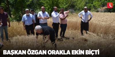 Başkan Özgan orakla ekin biçti