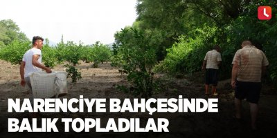 Narenciye bahçesinde balık topladılar