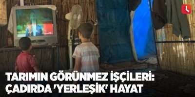 Tarımın görünmez işçileri: Çadırda 'yerleşik' hayat