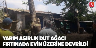 Yarım asırlık dut ağacı fırtınada evin üzerine devrildi
