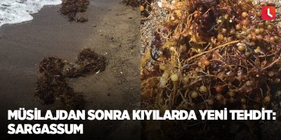 Müsilajdan sonra kıyılarda yeni tehdit: Sargassum