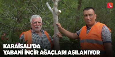 Karaisalı'da yabani incir ağaçları aşılanıyor