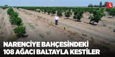 Narenciye bahçesindeki 108 ağacı baltayla kestiler
