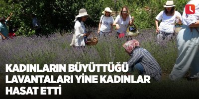 Kadınların büyüttüğü lavantaları yine kadınlar hasat etti