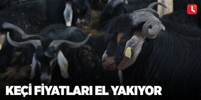 Keçi fiyatları el yakıyor