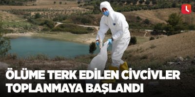 Ölüme terk edilen civcivler toplanmaya başlandı