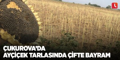 Çukurova’da ayçiçek tarlasında çifte bayram