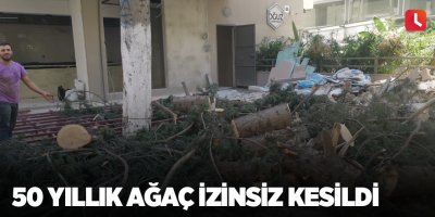 50 yıllık ağaç izinsiz kesildi