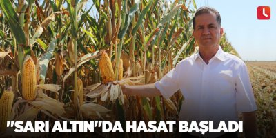 "Sarı altın"da hasat başladı