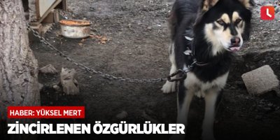 Zincirlenen özgürlükler