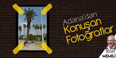 Ağaç gölgesinde 35 yıl